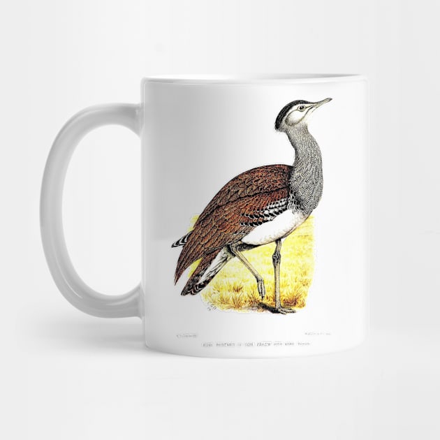 Kori Bustard by C. G. Finch-Davies by Amanda1775